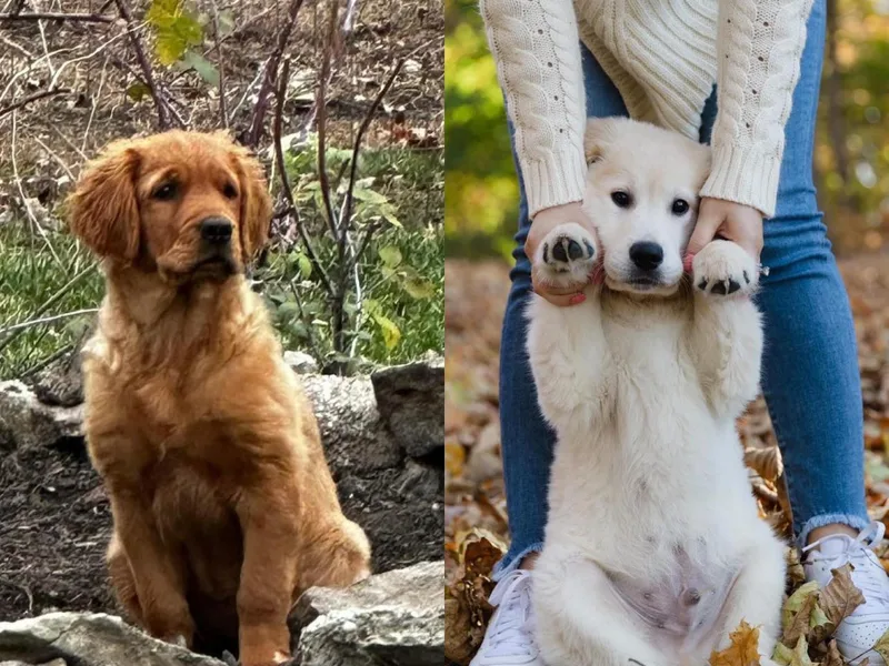 Jack and Ginger’s Goldens