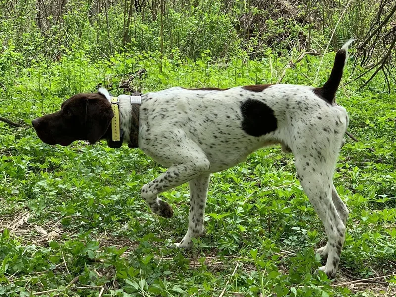 Jack Pine German Shorthaired Pointers