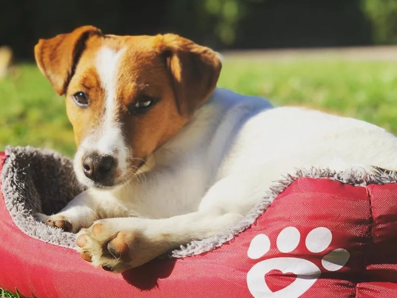 Jack Russell Golden State Warriors