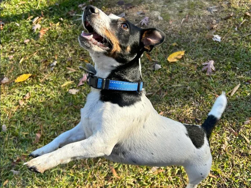 Jack Russell Terriers Lake Murray SC