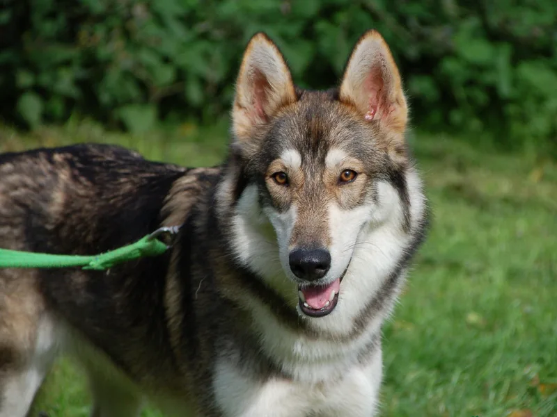 Jackal photo 1