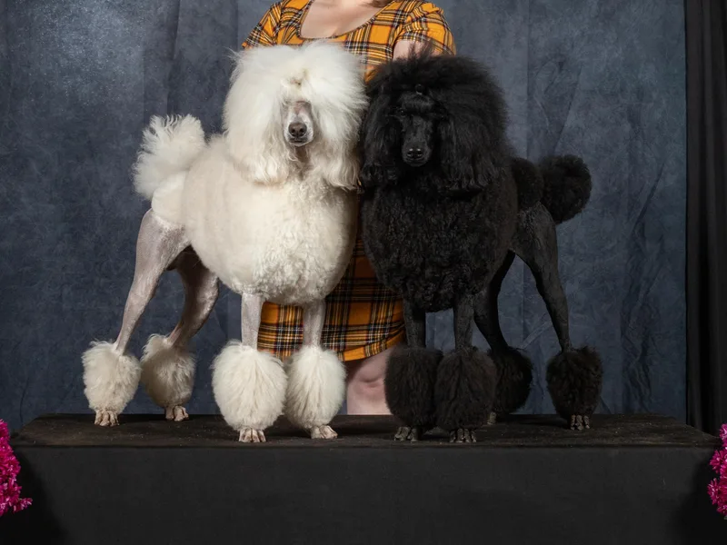 Jackalope Poodles