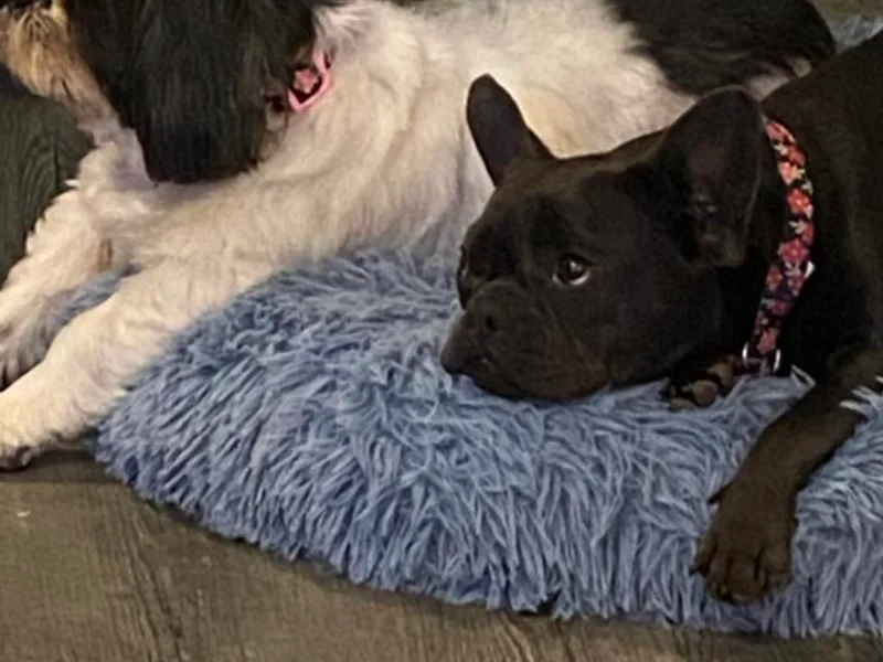 Jackie Dingess's Shih Tzu and Shetland Sheepdogs