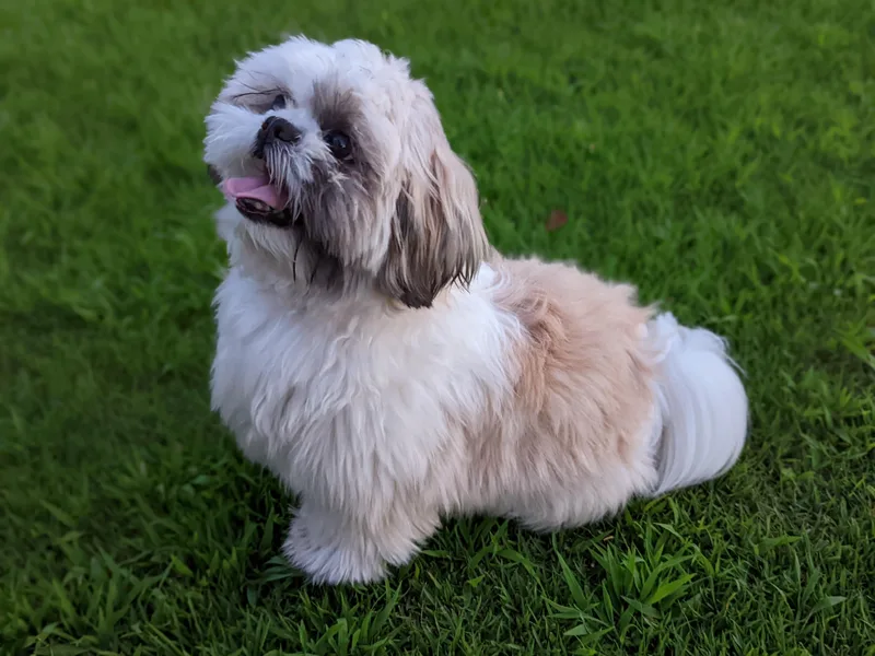 Jackie Lange's Shih Tzus