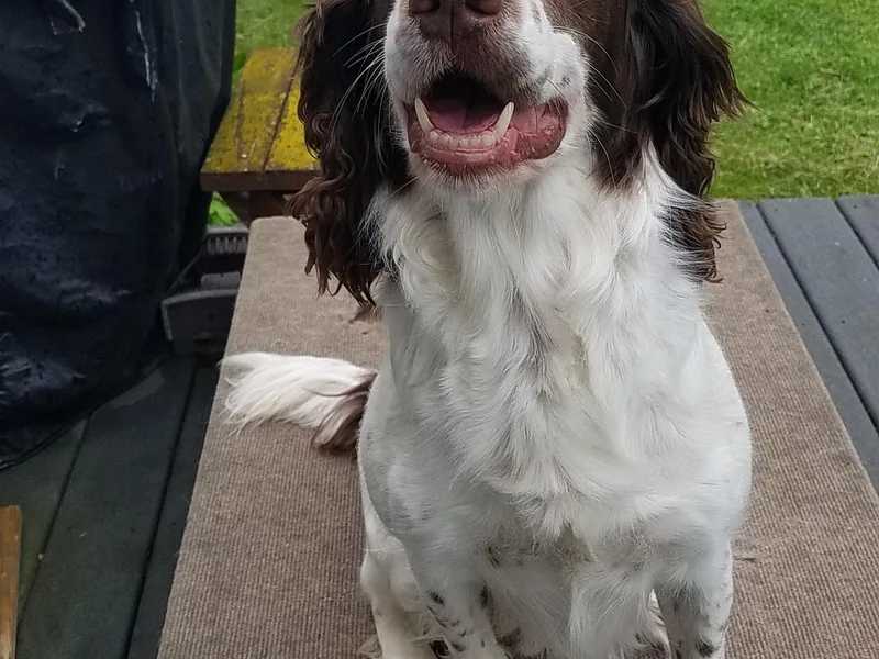 Jackpine Forest Springers