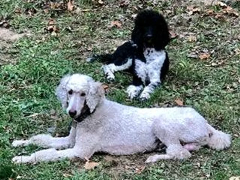 Jacks Mountain Standards