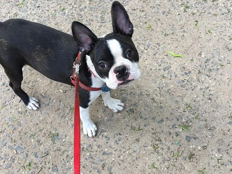 Jackson Boston Terrier