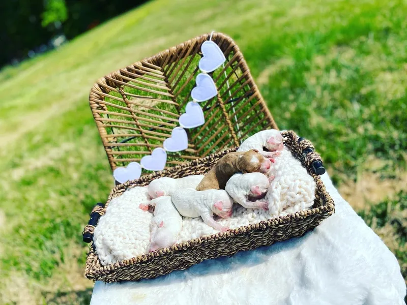 Jackson County Doodles