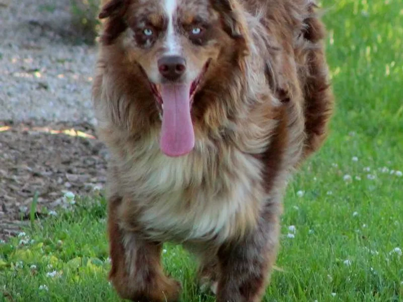 Jackson Family Aussies