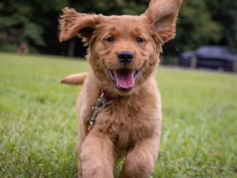 Jackson Farm Kennels