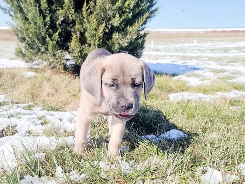 Jackson's Cane Corsos