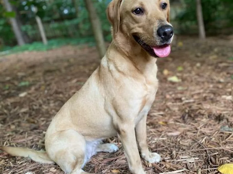 Jackson Woods Labradors