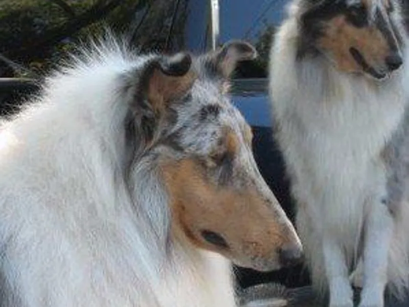 JacLyns Classical Collies