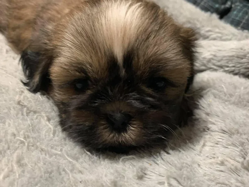 Jacob’s Spoiled Shih Tzu