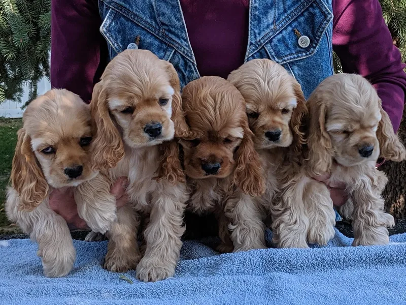Jacobsen's Cockers