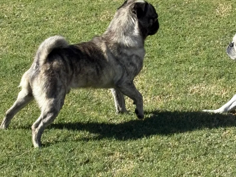 Jacobson’s Sassy Pugs