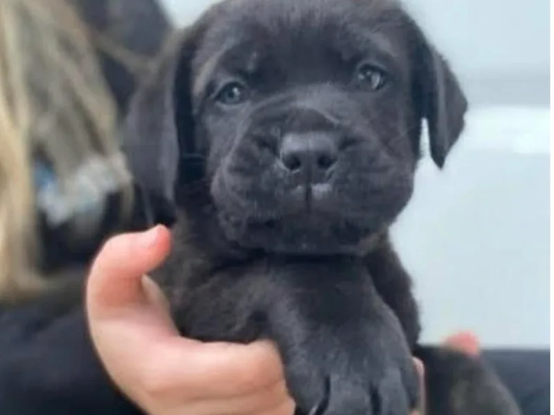 Jacqualyns Cane Corso