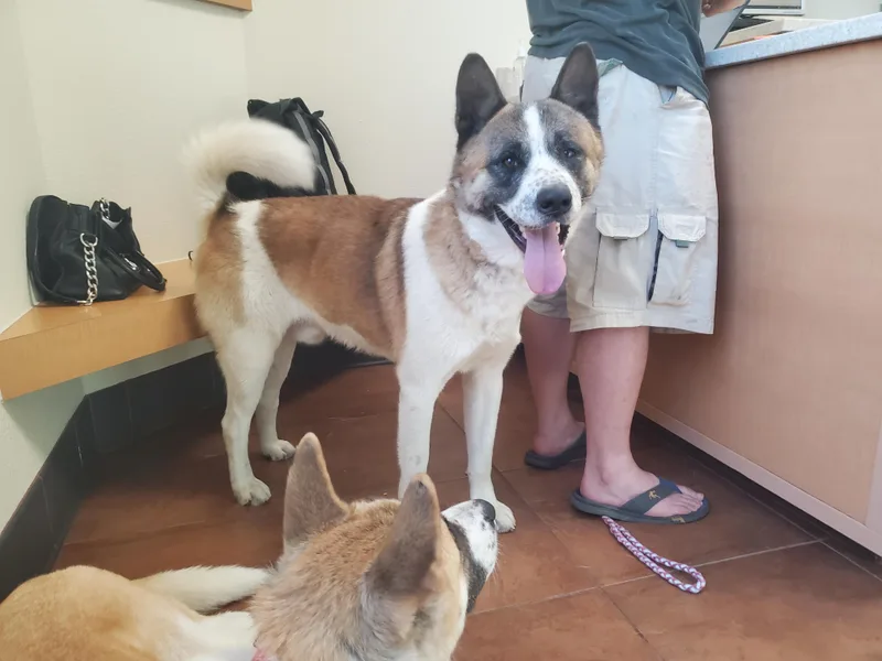 Jacqueline's  Akitas