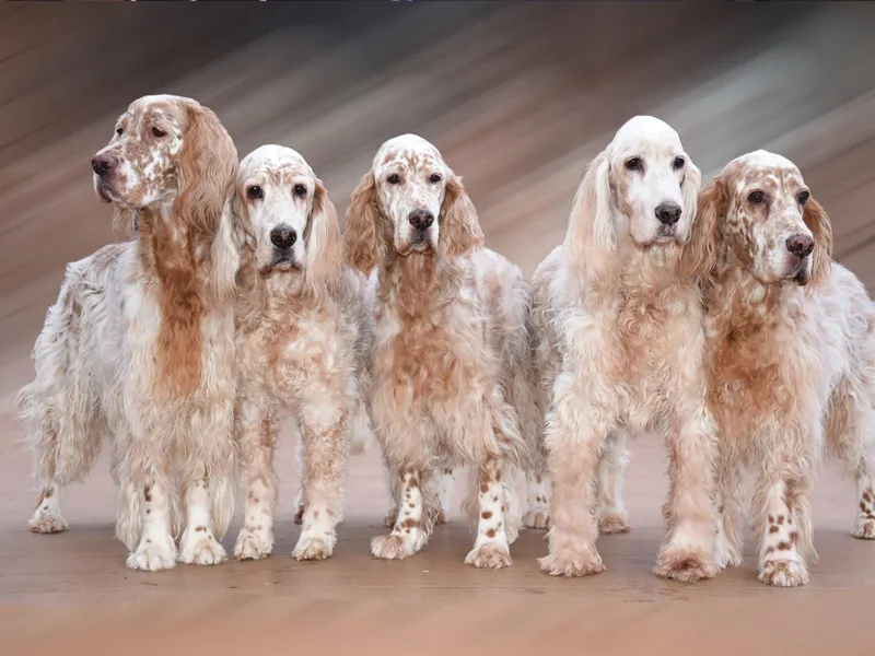 Jada English Setters