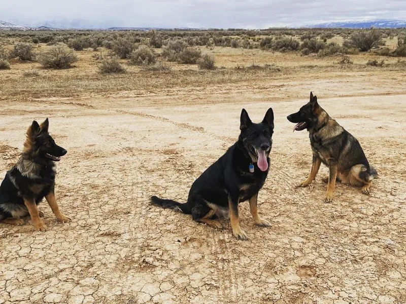 Jade's German Shepherds