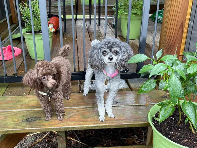 Jades Jewels Poodles