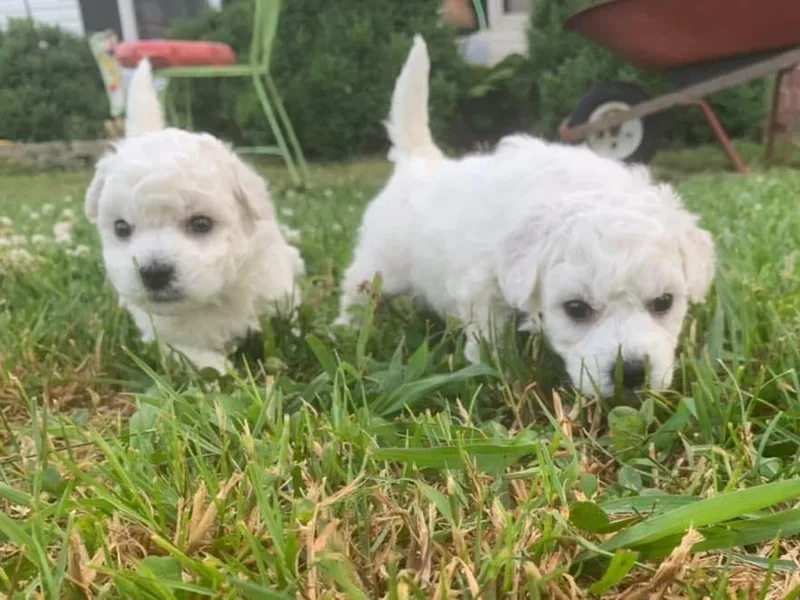 Jaelanee’s Bichon Frise