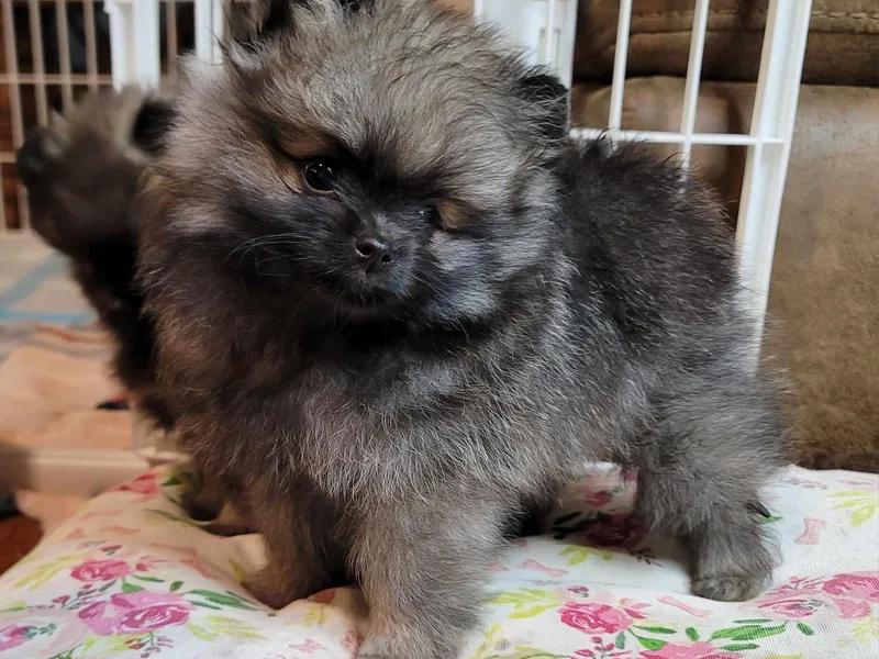 JaElle Pomeranians