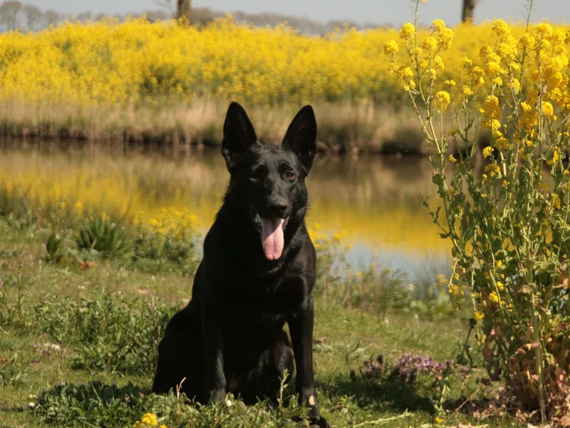 Jagermeister German Shepherds / Carlos Rojas K9