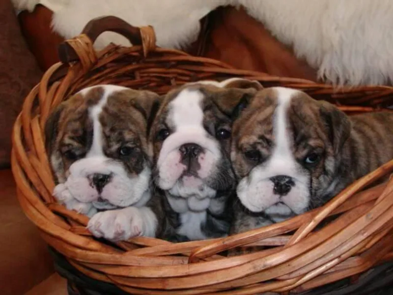 Jagster’s Bulldogs