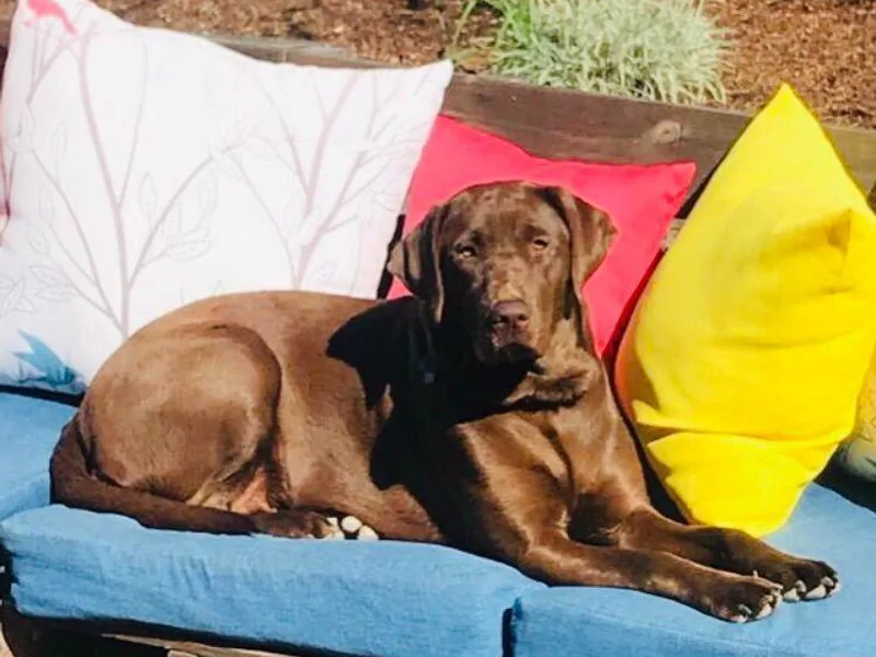 Jaime Caldwell's Labrador Retrievers