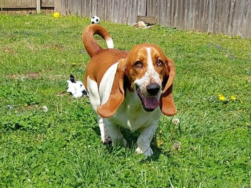 JAK Basset