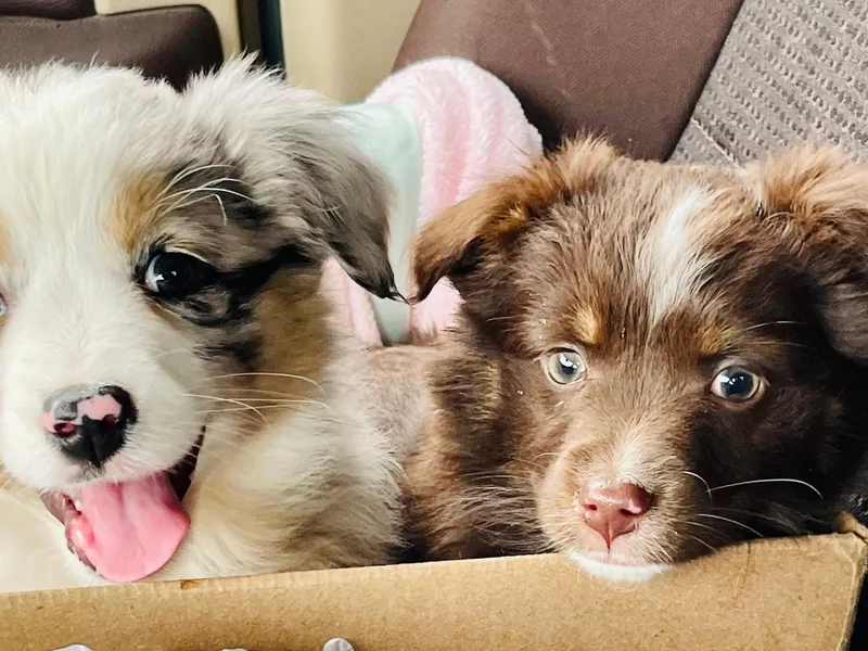 JAM Creek Mini Aussies