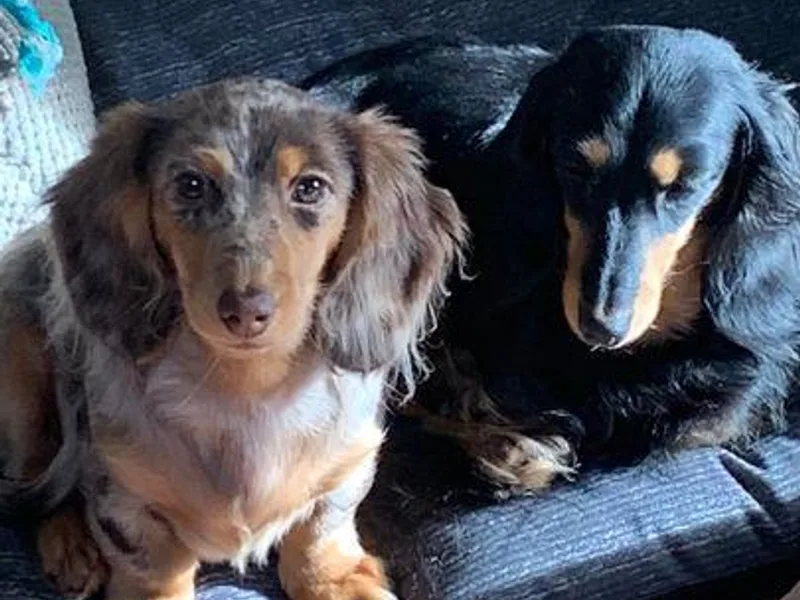JAM Doxies