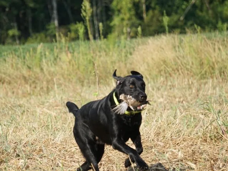 Jam’s Kennels photo 1