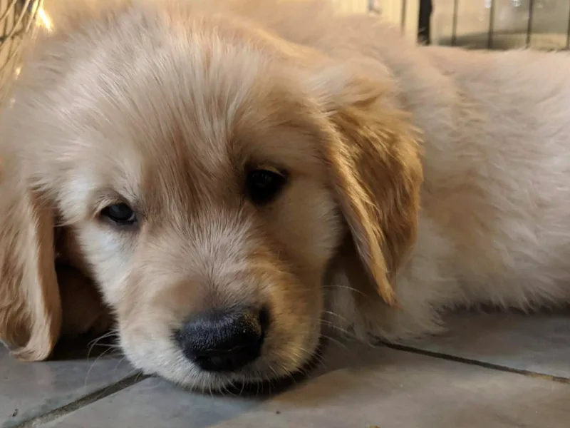 JAMACS Golden Retrievers