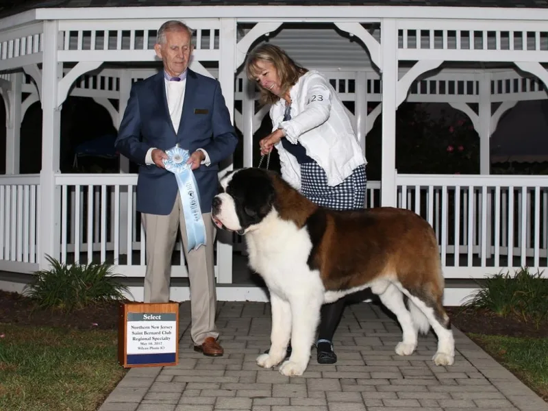 Jamelle Saint Bernards photo 1