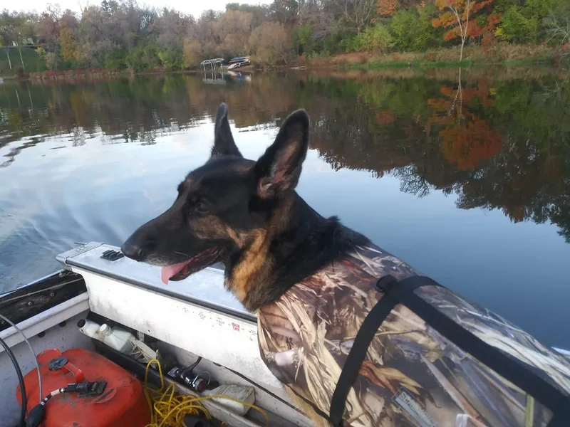 James Fiksdal's German Shepherds