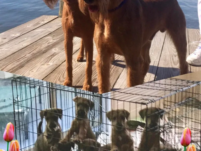 James' Irish Terriers