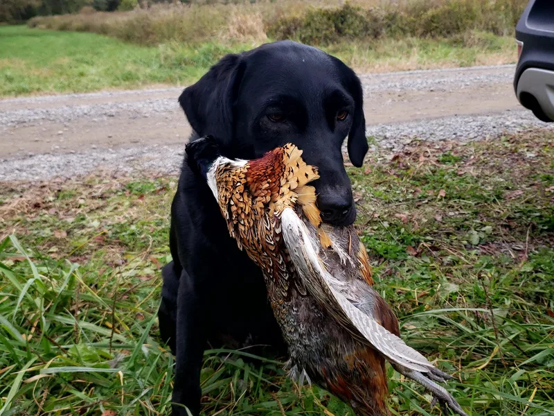 James' Labrador Retrievers photo 1