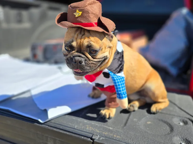 James River French Bulldogs