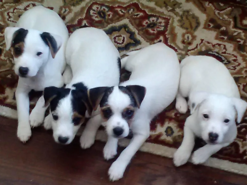 James River Jack Russell Terriers