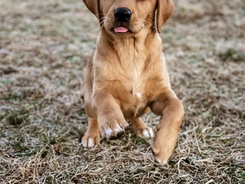 James River Retrievers photo 1