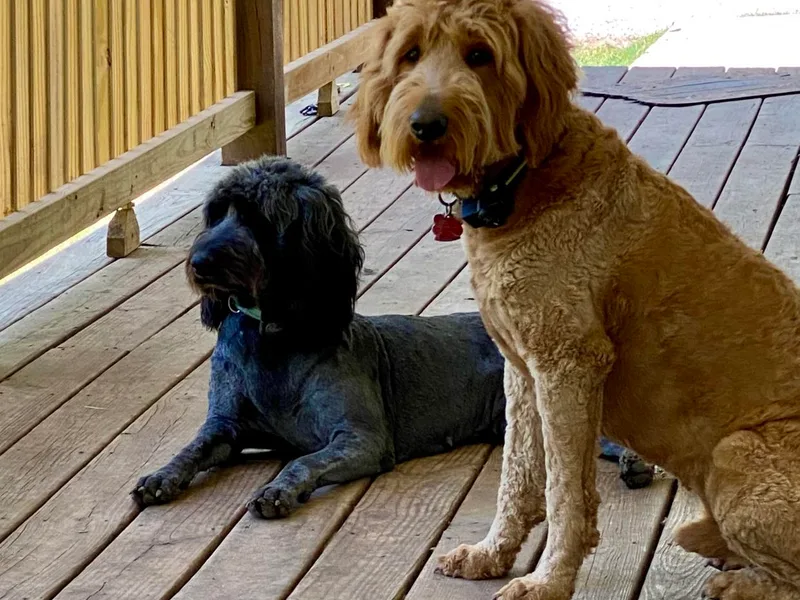Jami’s Goldendoodles &amp; Poodles