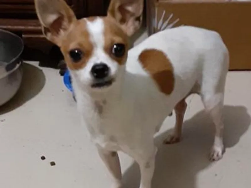 Jami's Precious Puppies &amp; More