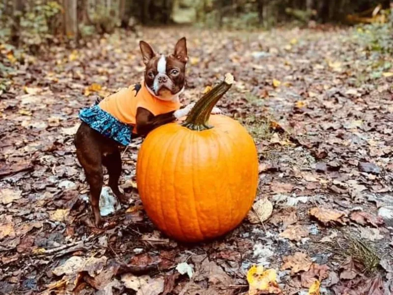 Jamie's Boston Terrier Babies