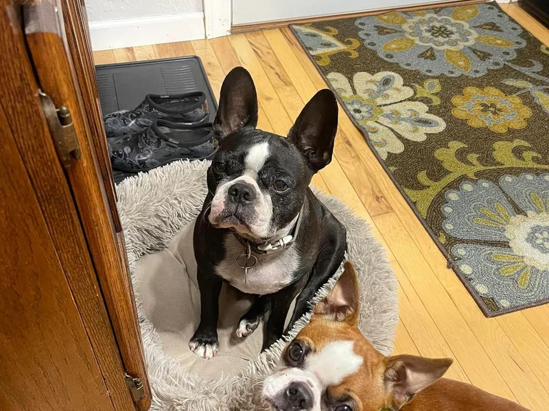 Jamie's Boston Terriers