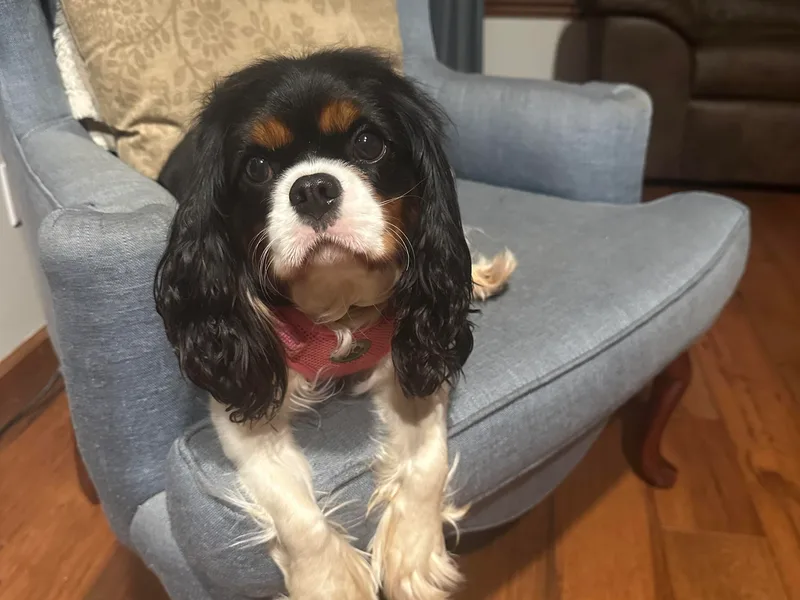 Jamie's Cavalier King Charles Spaniels