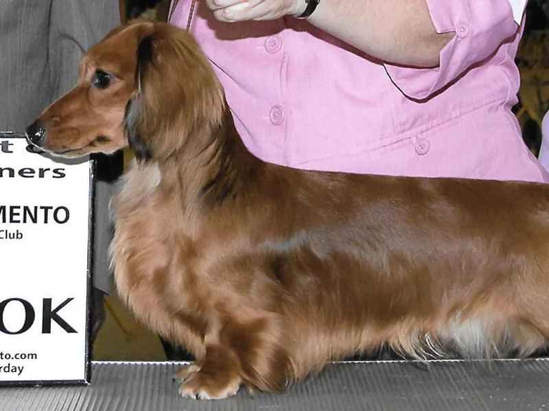 Jamie's Dachshunds