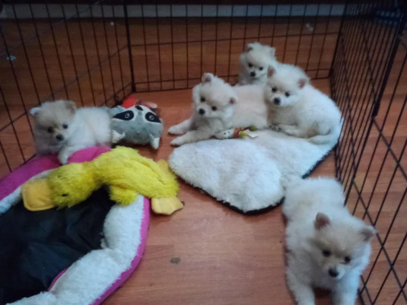 Jamie's Pomeranians