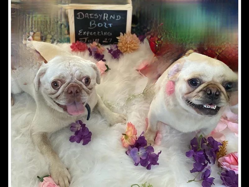 Jamie's Rainbow Pugs